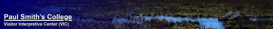 Heron Marsh at the Paul Smiths VIC (10 May 2011)