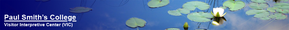 Adirondack Wildflowers:  Lily pads on Heron Marsh at the Paul Smiths Visitor Center