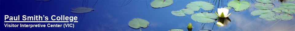 Adirondack Wildflowers:  White Water-lily on Heron Marsh at the Paul Smiths VIC (5 July 2011)