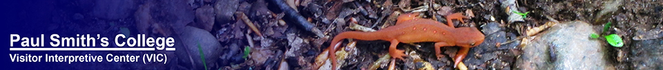 Adirondack Amphibians: Red Eft on the Jenkins Mountain Trail (23 May 2012)