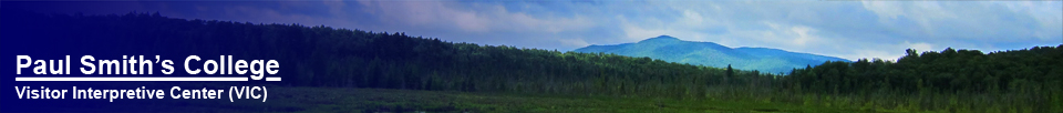 Saint Regis Mountain from the Barnum Brook Trail