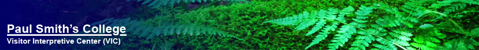 Paul Smith's College Visitor Interpretive Center -- Ferns and Moss on the Boreal Life Trail (30 July 2011)