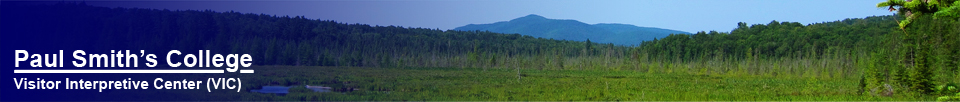 Paul Smith's College Visitor Interpretive Center:  Saint Regis Mountain from the Barnum Brook Trail (20 July 2011)