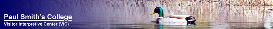 Birds of the Adirondacks: Mallard on Heron Marsh (28 April 2013)