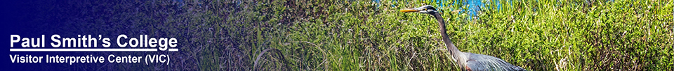 Birds of the Adirondacks:  Great Blue Heron on Heron Marsh at the Paul Smiths VIC (27 May 2013)