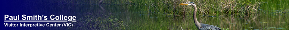 Birds of the Adirondacks: Great Blue Heron on Heron Marsh at the Paul Smiths VIC