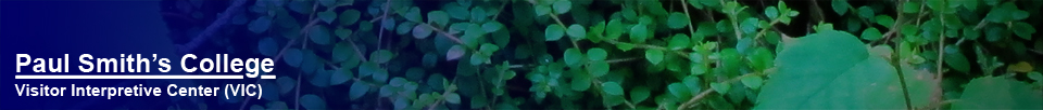 Paul Smith's College VIC -- Creeping Snowberry along the Boreal Life Trail -- 15 July 2011