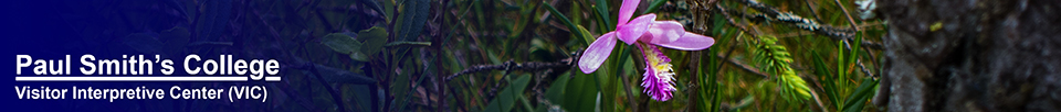 Adirondack Wildflowers:  Rose Pogonia blooming on  the Boreal Life Trail at the Paul Smiths VIC (6 July 2013)