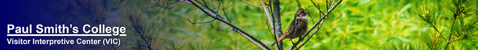 Adirondack Birding:  Swamp Sparrow on Heron Marsh at the Paul Smiths VIC (18 July 2013)