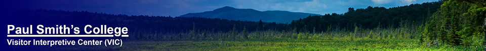 Saint Regis Mountain from the Barnum Brook Trail (18  July 2013)