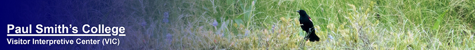 Birds of the Adirondacks:  Red-winged Blackbird on Heron Marsh at the Paul Smiths VIC (20 July 2013)