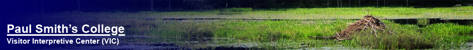 Paul Smith's College Visitor Interpretive Center -- Beaver Lodge on Heron Marsh