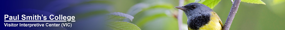 Birds of the Adirondacks:  Mourning Warbler. Photo by Larry Master. www.masterimages.org  Used by permission.