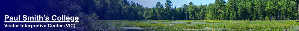 Heron Marsh from the Bobcat Trail at the Paul Smiths VIC (31 July 2013)