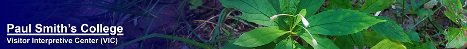 Adirondack Wildflowers:  Whorled Wood Aster near the Easy Street Trail at the Paul Smiths VIC (19 August 2013)