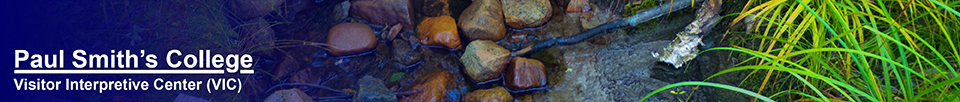 Adirondack Habitats: Brook in recently logged area on the Fox Run Trail (21 August 2013)