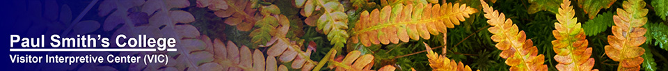 Adirondack Wetlands: Cinnamon Fern near Barnum Bog (14 September 2013)