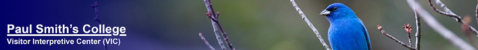 Birds of the Adirondacks:  Indigo Bunting. Photo by Larry Master. www.masterimages.org  Used by permission.