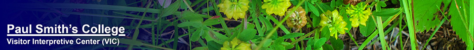 Wildflowers of the Adirondack Mountains:  Hop Clover (Trifolium aureum) on the Barnum Brook Trail at the Paul Smiths VIC (18 July 2012)