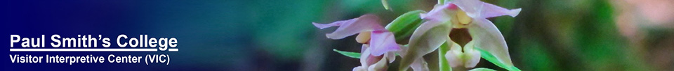 Adirondack Wildflowers: Helleborine Orchid at the Paul Smiths VIC (25 July 2012)