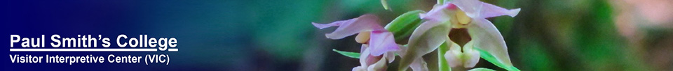 Wildflowers of the Adirondack Mountains:  Helleborine Orchid (Epipactis helleborine) on the Heron Marsh Trail at the Paul Smiths VIC (25 July 2012)