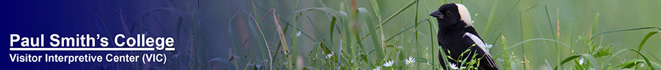 Birds of the Adirondacks:  Bobolink. Photo by Larry Master. www.masterimages.org  Used by permission.