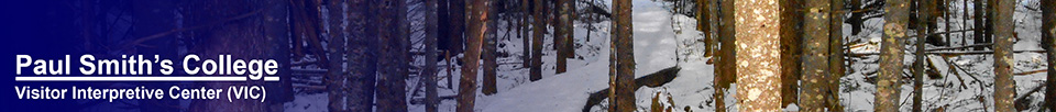 Boreal Life Trail boardwalk (12 December 2013)