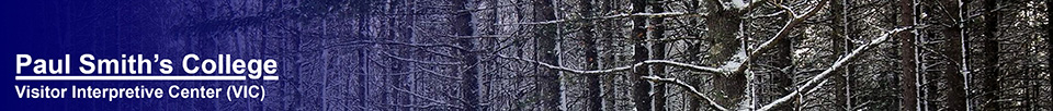 Snow-covered trees at the VIC