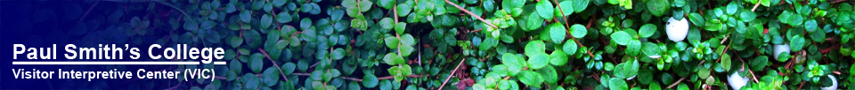 Adirondack Wildflowers:  Creeping Snowberry at the Paul Smiths VIC