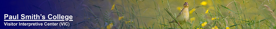 Birds of the Adirondacks: Bobolink at Heaven Hill Farm. Photo by Larry Master. www.masterimages.org