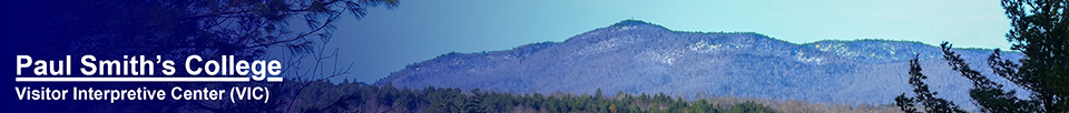 Saint Regis Mountain from the Loggers Loop Trail (22 April 2013)