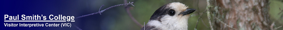 Birds of the Adirondacks:  Gray Jay near Bloomingdale Bog. Photo by Larry Master. www.masterimages.org  Used by permission.
