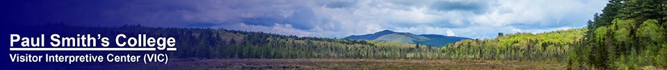 Adirondack Wetlands: Heron Marsh from the Barnum Brook Trail (24 May 2014)