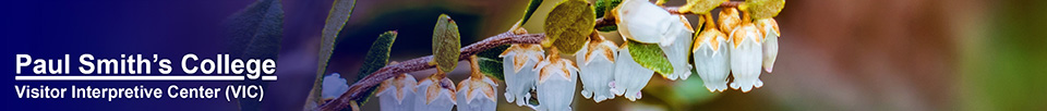 Adirondack Shrubs: Leatherleaf on the Boreal Life Trail (18 May 2014)