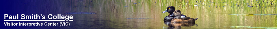 Boreal Birds of the Adirondacks:  Ring-necked Ducks on Heron Marsh (29 May 2014)