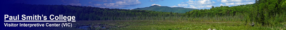 Adirondack Wetlands: Heron Marsh from the Barnum Brook Trail (31 May 2014)