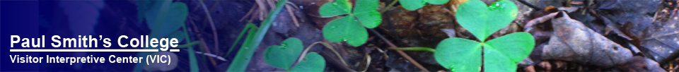 Adirondack Wildflowers:  Wood Sorrel at the Paul Smiths VIC