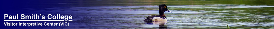 Birds of the Adirondacks: Ring-necked Duck on Heron Marsh (21 June 2014)