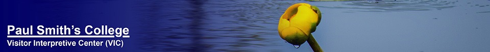 Adirondack Wildflowers: Yellow Pond Lily (19 July 2014)