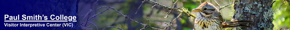 Birds of the Adirondacks: Lincoln's Sparrow on Barnum Bog at the Paul Smiths VIC (5 July 2014)