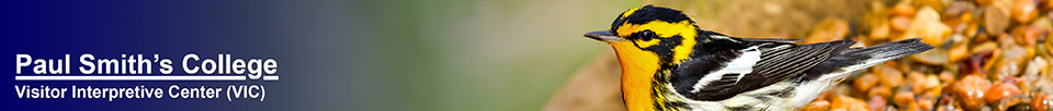 Boreal Birds of the Adirondacks:  Blackburnian Warbler. Photo by Larry Master. www.masterimages.org  Used by permission.