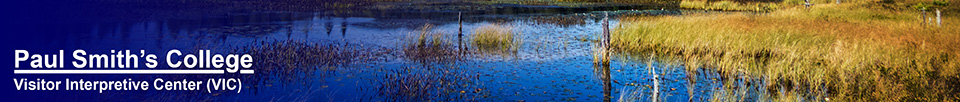 Adirondack Habitats:  Heron Marsh (9 September 2014)