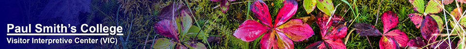 Wildflowers of the Adirondacks:  Bunchberry at the Paul Smiths VIC (6 October 2014)