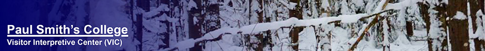 Winter Trees (14 December 2014).  Photo by Tom Boothe.  Used by permission.