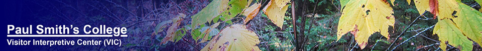 Trees of the Adirondack Park: Striped Maple on the Barnum Brook Trail at the Paul Smiths VIC (26 September 2012)