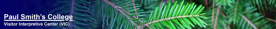 Trees of the Adirondack Park: Balsam Fir on the Barnum Brook Trail at the Paul Smiths VIC (28 July 2012)