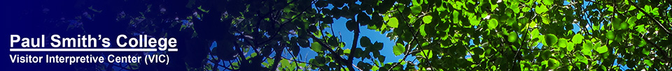 Trees of the Adirondack Park: Bigtooth Aspen on the Barnum Brook Trail at the Paul Smiths VIC (25 July 2012)