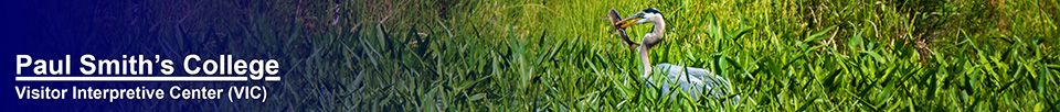 Birds of the Adirondacks: Great Blue Heron on Heron Marsh at the Paul Smiths VIC (28 June 2014)