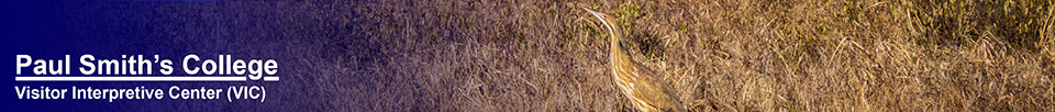 Birding the Adirondacks: American Bittern on Heron Marsh at the Paul Smiths VIC (6 May 2015)