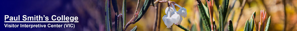 Adirondack Shrubs: Bog Rosemary on Barnum Bog at the Paul Smiths VIC (23 May 2015)